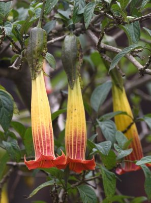 Brugmansia flowers
at Reserva Yanacocha, Ecuador