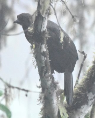 Sickle-tailed Guan
along road outside Bellavista Cloud Forest Lodge, Pichincha, Ecuador