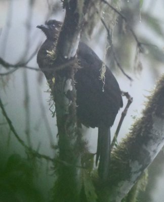 Sickle-winged Guan
along road outside Bellavista Cloud Forest Lodge, Pichincha, Ecuador
