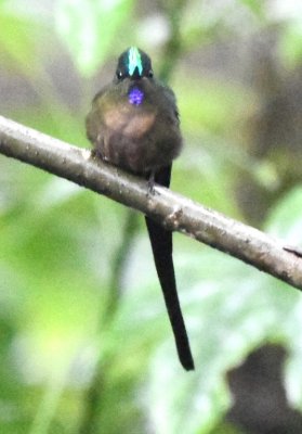Male Violet-tailed Sylph (front view)
at Bellavista Cloud Forest Lodge, Pichincha, Ecuador
