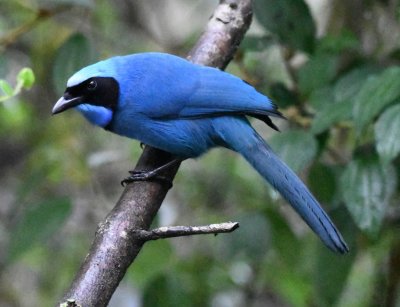 Turquoise Jay
