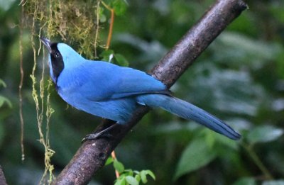 Turquoise Jay