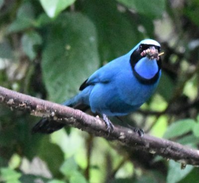 Turquoise Jay