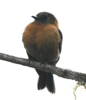 Cinnamon Flycatcher