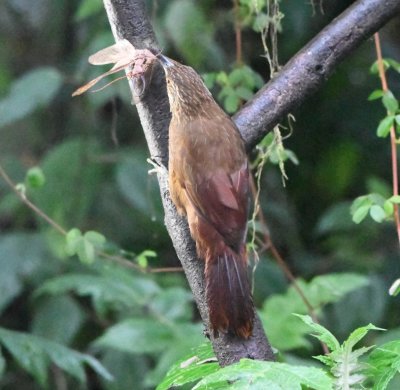 Strong-billed Woodcreeper with insect
Many of the birds were catching insects attracted to lights
that had been shining around the perimeter of the parking lot.