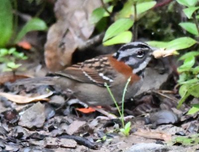 Rufous-collared Sparrow