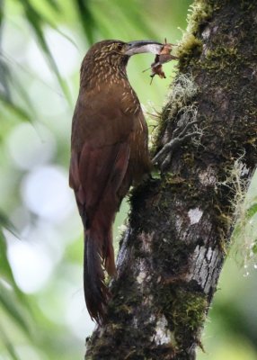 Strong-billed Woodcreeper