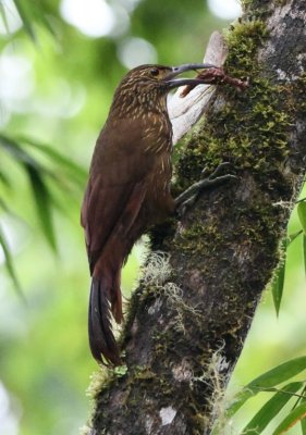 Strong-billed Woodcreeper