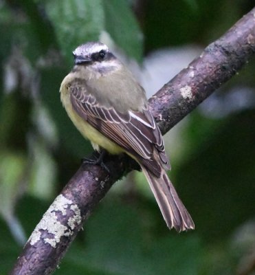 Golden-crowned Flycatcher
still not showing its crest