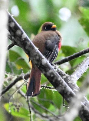 Female Masked Trogon (back view)