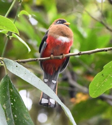 Female Masked Trogon