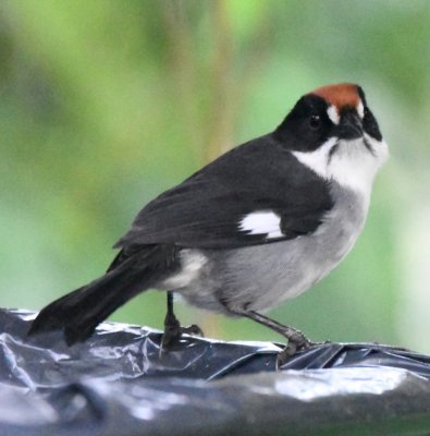 Looks like a Slaty Brushfinch to me