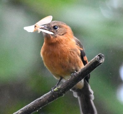 Cinnamon Flycatcher with insect