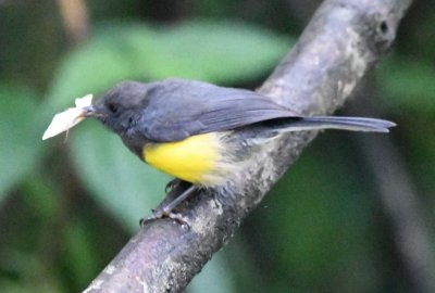 Slate-throated Whitestart with insect