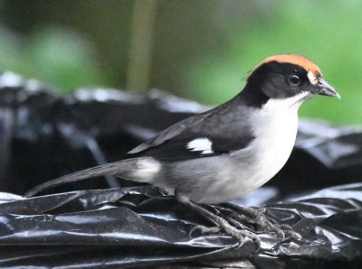 Slaty Brushfinch