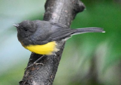 Slate-throated Whitestart/Redstart