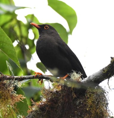 Male Great Thrush
