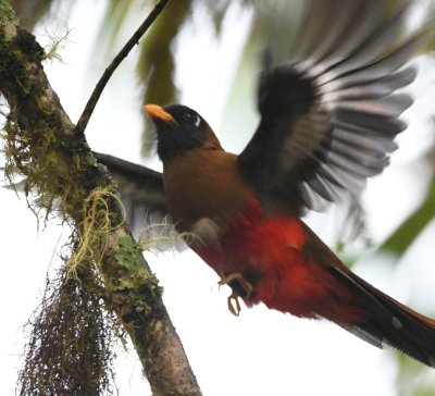 Female Masked Trogon in flight