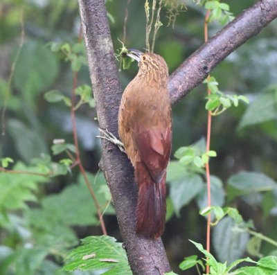 Strong-billed Woodcreeper with a katydid