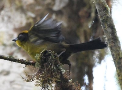 Thick-billed Euphonia with yellow chin
