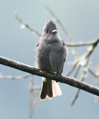 Smoke-coloured Pewee