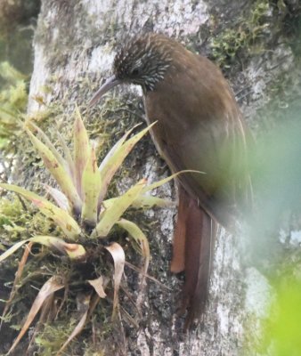 Strong-billed Woodcreeper