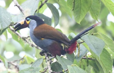 Plate-billed Mountain-Toucan