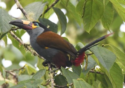 Plate-billed Mountain-Toucan
