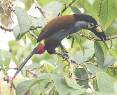 Plate-billed Mountain-Toucan picking a fruit