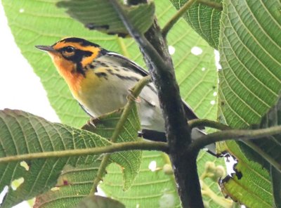 Blackburnian Warbler