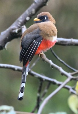 Female Masked Trogon