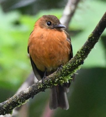 Cinnamon Flycatcher
