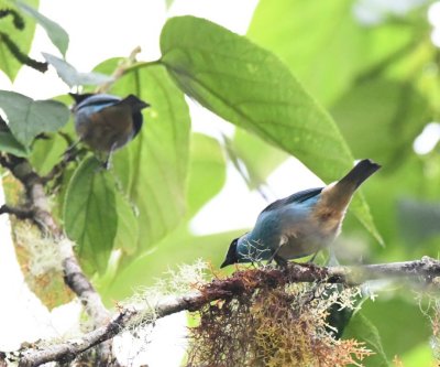 Two Golden-naped Tanagers