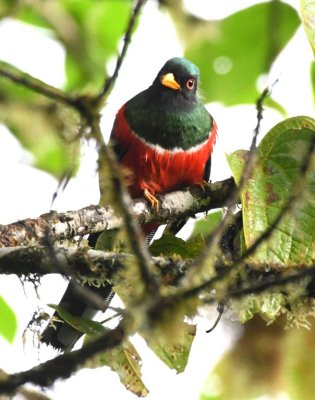 Male Masked Trogon (front view)
