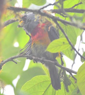 Toucan Barbet