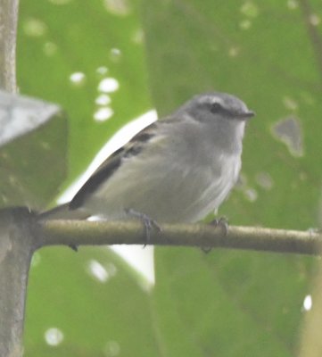White-tailed Tyrannulet