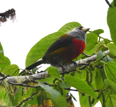 Toucan Barbet