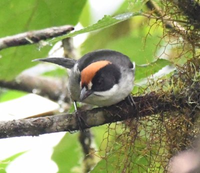 Slaty Brushfinch
