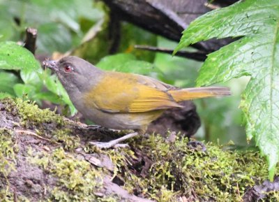 Ashy-throated Bush-Tanager