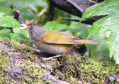 Ashy-throated Bush-Tanager with moth