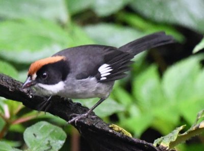 Slaty Brushfinch