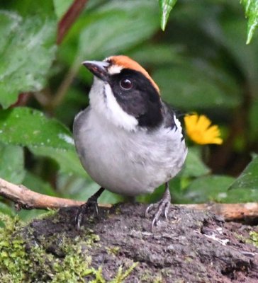 Slaty Brushfinch