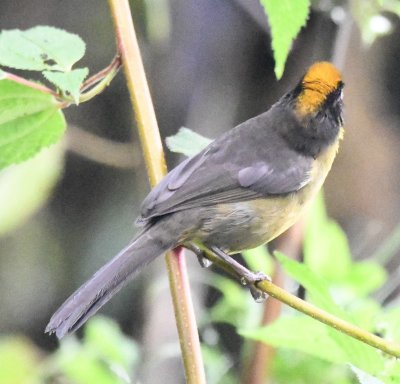 Chocó Brushfinch
