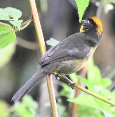 Chocó Brushfinch