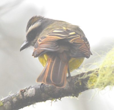 You can see a little of the yellow showing in the crest
of this Golden-crowned Flycatcher