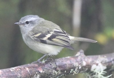 White-tailed Tyrannulet