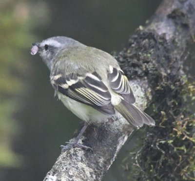 White-tailed Tyrannulet with a moth
