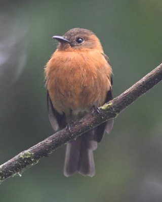 Cinnamon Flycatcher