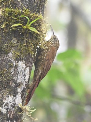 Montane Woodcreeper