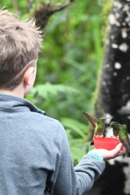 Young Bellavista guest hand-feeding a trio of Buff-tailed Coronets